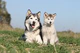 ALASKAN MALAMUTE 145